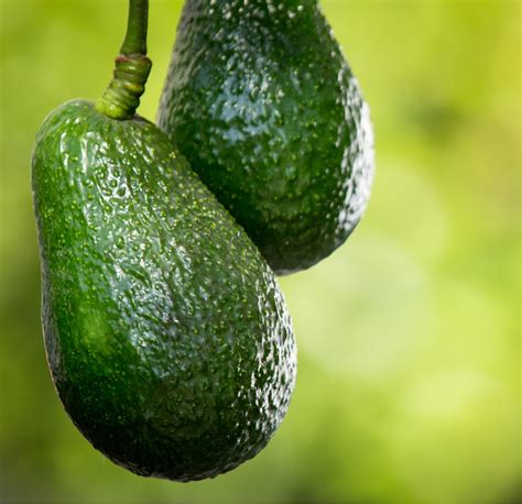 Hass Avocado Tree For Sale Online By Alder And Oak Plants