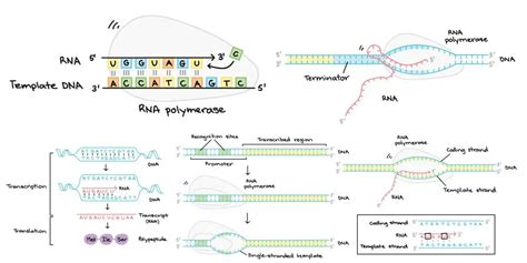 dna transcription rna synthesis definition diagram steps inhibitors importance
