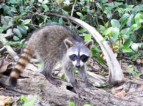 Filecrab Eating Raccoon