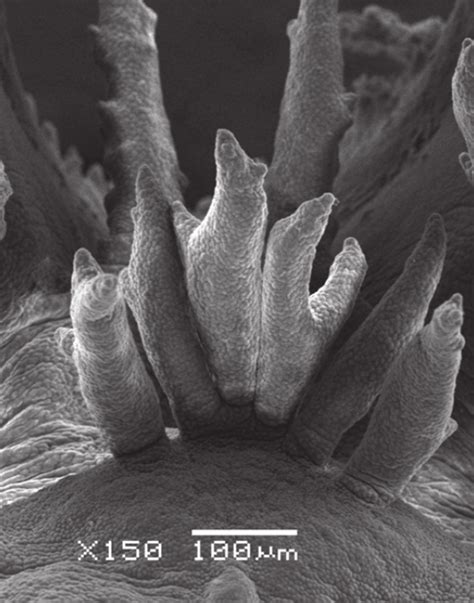 Detail Of The Oral Floor Showing The Three Pairs Of Lingual Papillae On