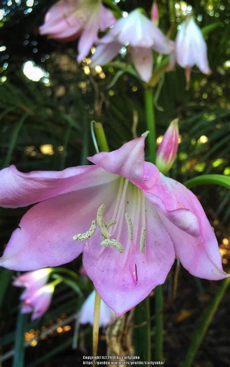 photo of the stamens filaments and pistils of naked lady amaryllis belladonna posted by