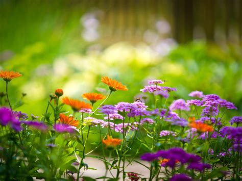 Beautiful Colorful Flowers From Garden Flowering