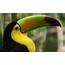 Toucan Parrot Bird Tropical 7 Wallpapers HD / Desktop And Mobile 