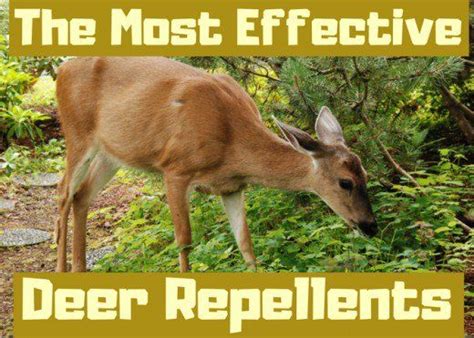 We did not find results for: Best Homemade and Commercial Deer Deterrents for Your ...