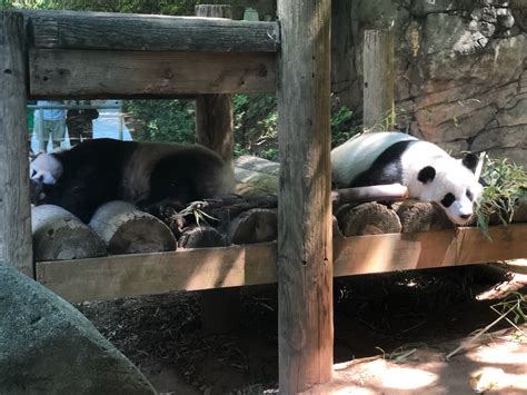 Panda Updates Friday June 3 Zoo Atlanta