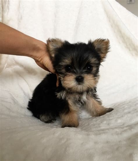Most common tcu abbreviation meanings updated april 2021. Teacup Tcup Morkie Puppy for sale california | iHeartTeacups