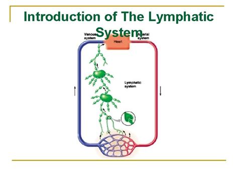 The Lymphatic System Shandong University Liu Zhiyu Introduction