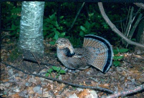 the ruffed grouse an american native let s get outside ~ philly burbs