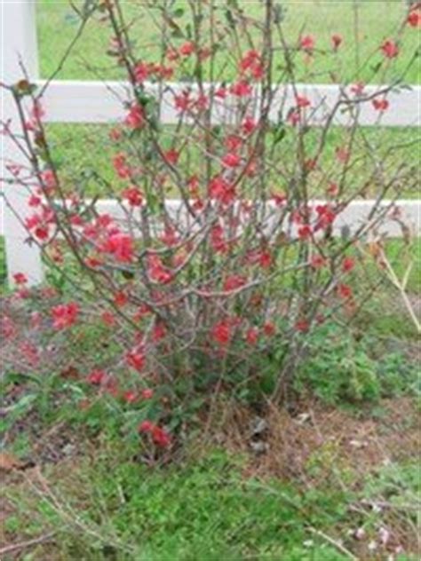 Shown here are shrubs and bushes that robert j kleinberg landscape design likes to use on their many of the female varieties have nice red berries in winter. Flowering Quince: Cinderella of the Early Spring Garden ...