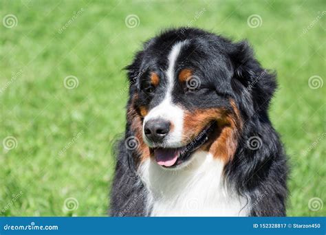 Cute Bernese Mountain Dog Puppy Is Sitting On A Green Grass Berner