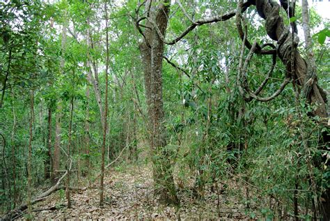 Tropical And Subtropical Dry Broadleaf Forests Wikiwand