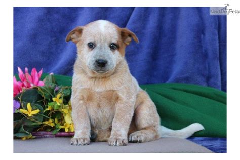 The border your best bet with this mix is to get them as puppies and take them with you everywhere so they can. Justin Ls: Australian Cattle Dog/Blue Heeler puppy for sale near Harrisburg, Pennsylvania ...