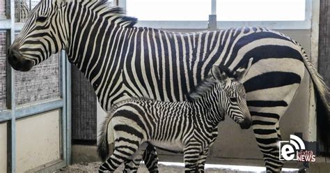 Too Cute Baby Zebra Born At Dallas Zoo Mom And Baby Both Healthy