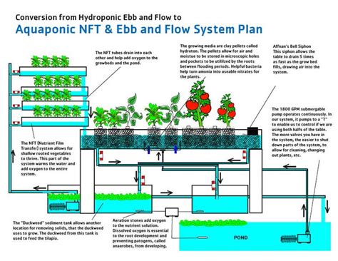A common ebb and flow system setup, perfect for growing tomatoes, peppers, and lettuce. Aquaponics 4 Idiots - The Idiot Proof Way of Building an ...