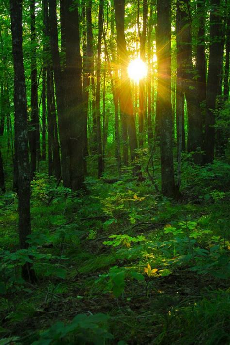 Nature Photography Sun Light In Forest Fine Art Print