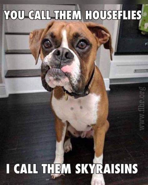 The 32 Funniest Boxer Dog Pics Memes Known To Man Artofit