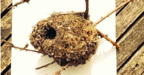 An Easy Guide To Identifying The Bird Nests You Are Most Likely To Find