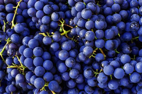 Cabernet Sauvignon Grapes Food Gardening Network