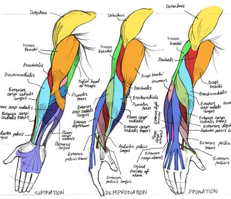 Muscle Anatomy Drawing Reference Arm Muscle Drawing A
