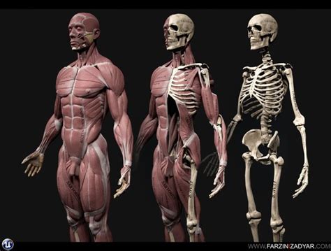 Is Studying A 3d Model Of The Human Body For Anatomy Worth It Quora