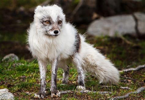 Arctic Fox Vulpes Lagopus Arctic Fox Animals Beauty Animals