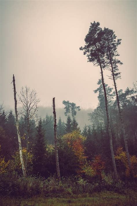 Foggy Autumn Landscape Sad Feelings In The Nature Dark Soft Colors