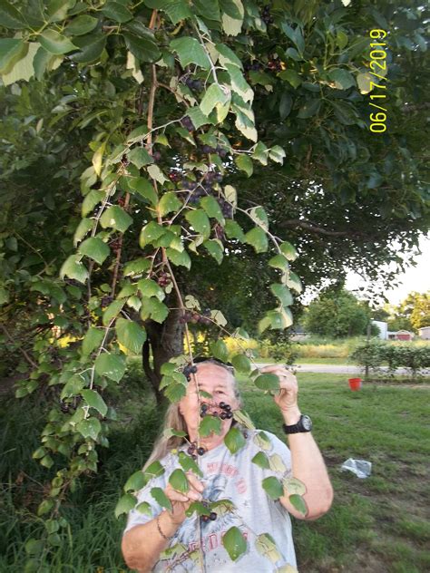 Most are similar to each other, and difficult to tell apart. Wild Muscadine Grapes: Reclaiming a Wild Planting ⋆ SS Prepper