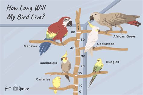 How Long Do Parrots And Other Pet Birds Live