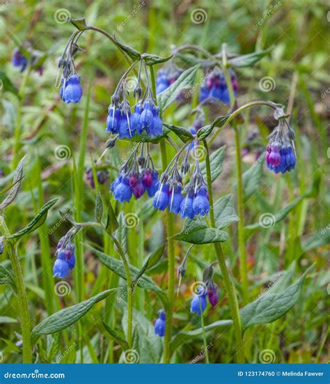 Alaska Bluebell Stock Photos Free And Royalty Free Stock Photos From