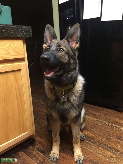 German Shepherd Sable Stud Stud Dog In Missoula County The United