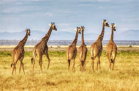Auf Safari Die Schönsten Nationalparks Afrikas Pro Wildlife
