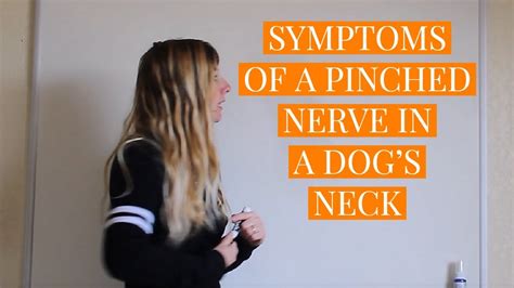 Symptoms Of A Pinched Nerve In A Dogs Neck Youtube