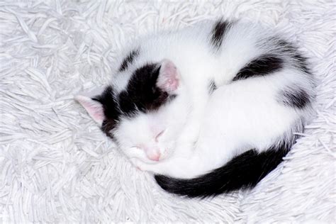 무료 이미지 화이트 단 귀엽다 착한 애 모피 모호한 고양이 새끼 닫기 베개 아가 검정 흰색 코 구레