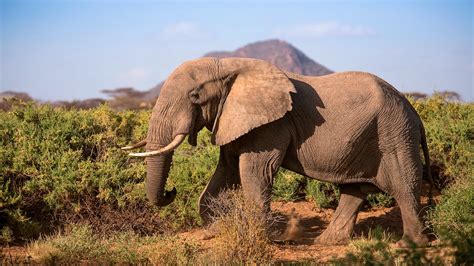 800 x 365 jpeg 96 кб. Protecting Africa's elephants: Discover Samburu with Save ...