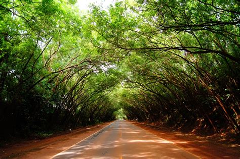 Hijau Pohon Jalan · Foto gratis di Pixabay