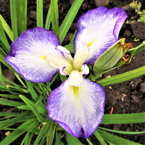 Japanese Iris Bulbs For Sale Online Easy To Grow Bulbs