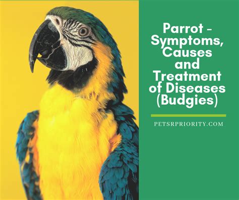 Parrot Symptoms Causes And Treatment Of Diseases Budgies