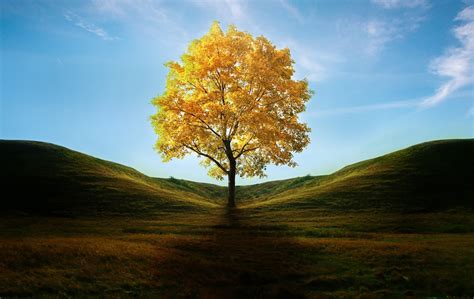 Field With Lone Tree In Autumn Hd Wallpaper Background Image