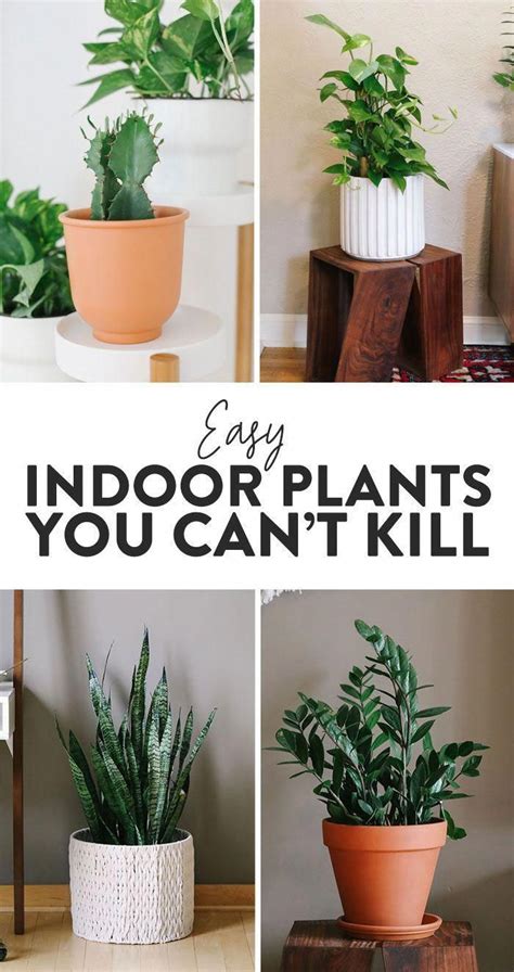 Dont Kill Your Plants Here Are The Best Indoor Plants Around Town