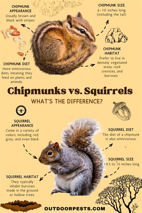 Chipmunk Vs Squirrel Whats The Difference
