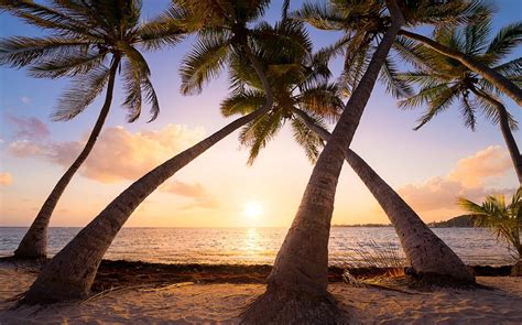 Nature Landscape Beach Sunrise Palm Trees Sea Sand Tropical