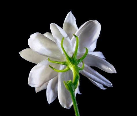Free Images Blossom White Petal Bloom Botany Flora Wild Flower
