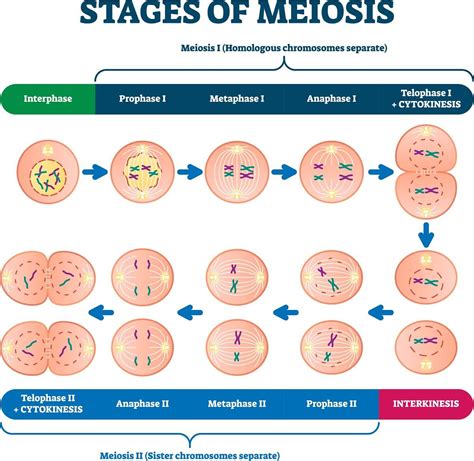 The Process Of Meiosis Openstax Biology E Gambaran