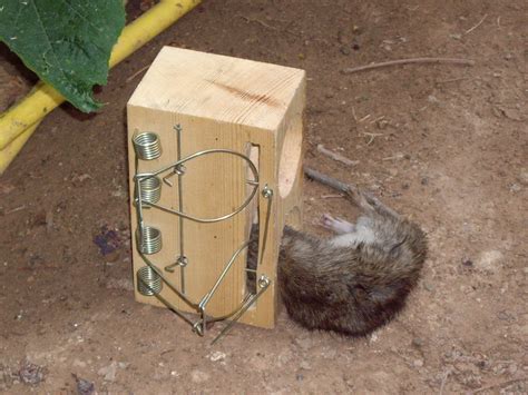 Filerat Caught In A Rat Trap Wikipedia