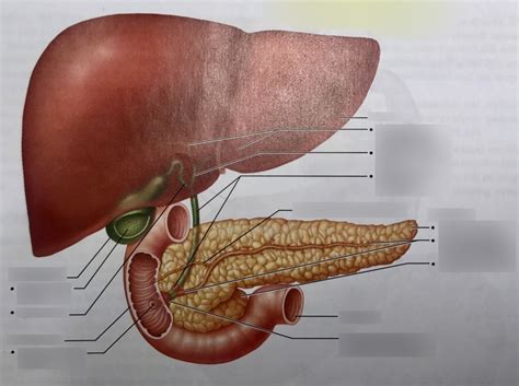 Relationship Of The Liver Gallbladder And Pancreas To The Duodenum