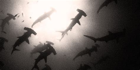 Schooling Hammerhead Sharks Endangered 10