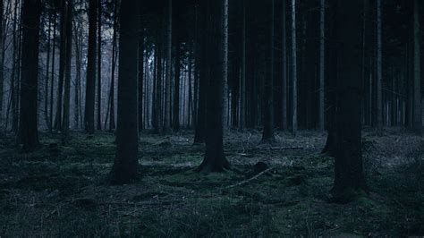 forest night Google Search Пейзажи Мрачные места Туманный лес