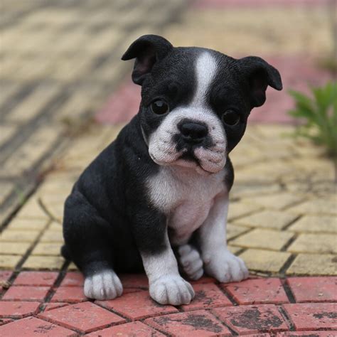 Conchur show dogs, based in paignton, devon, are owned by mark smith & lee connor. Hi-Line Gift Ltd. Sitting Boston Terrier Puppy Statue ...