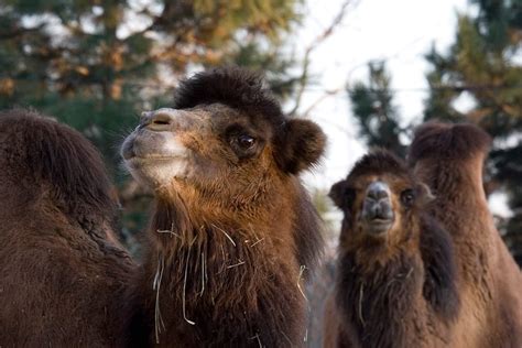 Camel milk has more vitamin c properties than cows. Bactrian Camel - Denver Zoo