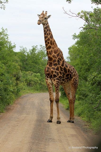 Africa Giraffe Photographed In Hluhluwe National Park